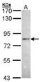 Ring Finger Protein 6 antibody, NBP1-31039, Novus Biologicals, Western Blot image 