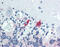 MAP2 antibody, 49-053, ProSci, Immunohistochemistry paraffin image 