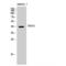 Pleckstrin homology-like domain family A member 1 antibody, LS-C386355, Lifespan Biosciences, Western Blot image 