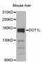 Histone-lysine N-methyltransferase, H3 lysine-79 specific antibody, abx125777, Abbexa, Western Blot image 