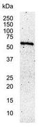 c-Myc antibody, GTX75953, GeneTex, Western Blot image 