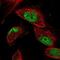 PIP2 antibody, NBP1-88743, Novus Biologicals, Immunofluorescence image 