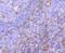 sCD62P antibody, NBP2-67080, Novus Biologicals, Immunohistochemistry paraffin image 
