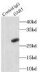H/ACA ribonucleoprotein complex subunit 1 antibody, FNab03346, FineTest, Immunoprecipitation image 