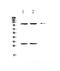 Selectin P antibody, PA5-79973, Invitrogen Antibodies, Western Blot image 
