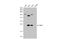 Rac Family Small GTPase 1 antibody, GTX100761, GeneTex, Western Blot image 