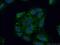 Family With Sequence Similarity 160 Member B2 antibody, 17147-1-AP, Proteintech Group, Immunofluorescence image 