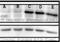 Phosphoserine antibody, NB100-1953, Novus Biologicals, Western Blot image 