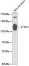 Striatin-3 antibody, 14-525, ProSci, Western Blot image 
