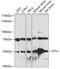 ETV1 antibody, 22-764, ProSci, Western Blot image 