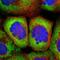 Ribosomal Protein S25 antibody, PA5-56865, Invitrogen Antibodies, Immunofluorescence image 
