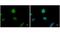 ENY2 Transcription And Export Complex 2 Subunit antibody, MA5-27843, Invitrogen Antibodies, Immunofluorescence image 