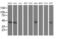 NGG1 Interacting Factor 3 Like 1 antibody, MA5-25713, Invitrogen Antibodies, Western Blot image 