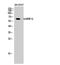Heterogeneous nuclear ribonucleoprotein Q antibody, PA5-50986, Invitrogen Antibodies, Western Blot image 