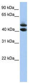 Spermatogenesis And Oogenesis Specific Basic Helix-Loop-Helix 1 antibody, TA334998, Origene, Western Blot image 
