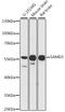 Sterile Alpha Motif Domain Containing 3 antibody, A14437, Boster Biological Technology, Western Blot image 