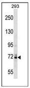 Potassium Voltage-Gated Channel Subfamily C Member 4 antibody, AP52301PU-N, Origene, Western Blot image 