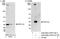 Serine/threonine-protein phosphatase PP1-gamma catalytic subunit antibody, A300-906A, Bethyl Labs, Western Blot image 