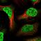 Ecotropic Viral Integration Site 5 Like antibody, PA5-60238, Invitrogen Antibodies, Immunofluorescence image 