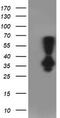 Phenylethanolamine N-Methyltransferase antibody, TA502822, Origene, Western Blot image 