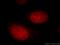 Ubiquitin Like With PHD And Ring Finger Domains 1 antibody, 21402-1-AP, Proteintech Group, Immunofluorescence image 