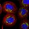 Alanyl-tRNA synthetase, mitochondrial antibody, HPA035636, Atlas Antibodies, Immunocytochemistry image 