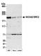 Nuclear Receptor Coactivator 2 antibody, A300-025A, Bethyl Labs, Western Blot image 
