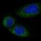 Limb region 1 protein antibody, NBP1-89276, Novus Biologicals, Immunocytochemistry image 