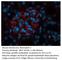 Bestrophin 3 antibody, BEST-301AP, FabGennix, Immunofluorescence image 