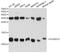 S100 Calcium Binding Protein A10 antibody, MBS128606, MyBioSource, Western Blot image 