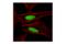 X-Ray Repair Cross Complementing 5 antibody, 2753S, Cell Signaling Technology, Immunocytochemistry image 