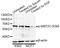Myocyte Enhancer Factor 2C antibody, AP0075, ABclonal Technology, Western Blot image 