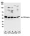 Casein Kinase 2 Alpha 1 antibody, A300-198A, Bethyl Labs, Western Blot image 