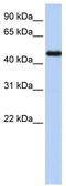 COUP transcription factor 1 antibody, TA338145, Origene, Western Blot image 