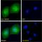 RNA Binding Motif Protein 20 antibody, LS-C139674, Lifespan Biosciences, Immunofluorescence image 
