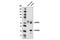 Protein Tyrosine Phosphatase Non-Receptor Type 5 antibody, 9069S, Cell Signaling Technology, Western Blot image 