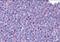 Survival of motor neuron protein-interacting protein 1 antibody, orb94540, Biorbyt, Immunohistochemistry paraffin image 
