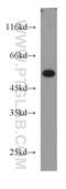 Cytochrome C Oxidase Assembly Homolog COX15 antibody, 11441-1-AP, Proteintech Group, Western Blot image 