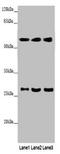 Monoamine Oxidase B antibody, CSB-PA013399LA01HU, Cusabio, Western Blot image 