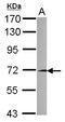 DENN Domain Containing 6A antibody, LS-C155718, Lifespan Biosciences, Western Blot image 