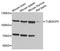 C-type lectin domain family 10 member A antibody, STJ25993, St John