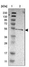 KIAA0513 antibody, NBP1-86075, Novus Biologicals, Western Blot image 