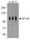 Costimulatory molecule antibody, RF16093, ProSci Inc, Western Blot image 