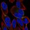 Blood vessel epicardial substance antibody, NBP1-83286, Novus Biologicals, Immunofluorescence image 
