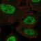 Homeobox protein MSX-1 antibody, HPA063895, Atlas Antibodies, Immunofluorescence image 