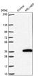 ADP Ribosylation Factor Like GTPase 14 Effector Protein antibody, PA5-61661, Invitrogen Antibodies, Western Blot image 