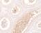 WW Domain Containing Adaptor With Coiled-Coil antibody, PA5-34536, Invitrogen Antibodies, Immunohistochemistry frozen image 