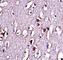 LIM Domain Only 2 antibody, F43518-0.4ML, NSJ Bioreagents, Western Blot image 