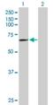 Multiple C2 And Transmembrane Domain Containing 1 antibody, H00079772-B01P, Novus Biologicals, Western Blot image 
