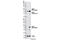 Sterol O-acyltransferase 2 antibody, 13294S, Cell Signaling Technology, Western Blot image 